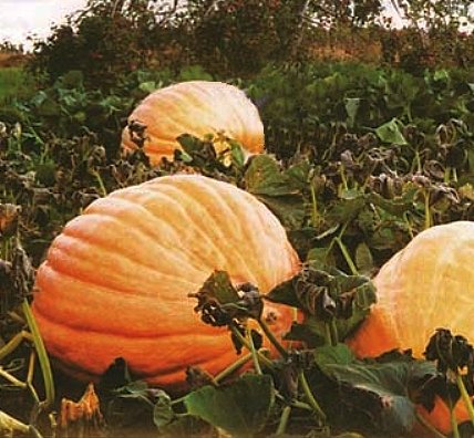 GROW THE LARGEST PUMPKIN 'Atlantic Giant' SEEDS