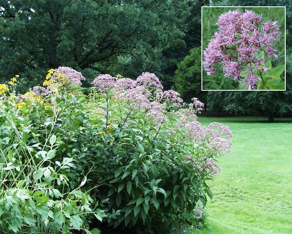 Heritage JOE PYE WEED Seeds BUTTERFLY FAVOURITE