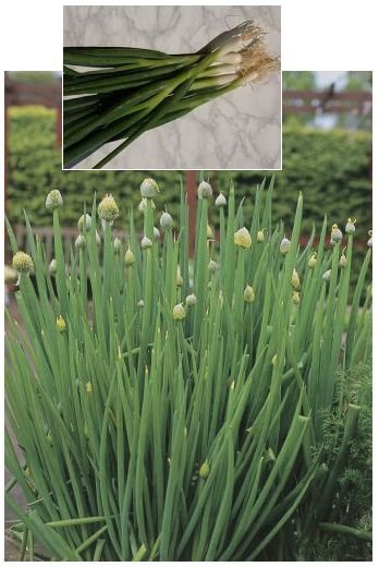 ALLIUM Welsh Onion - Delicious in Soups and Salads