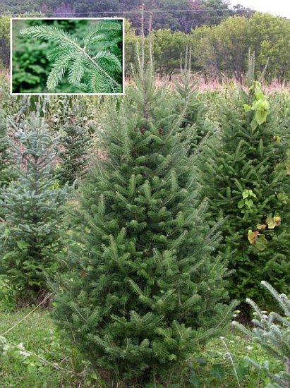 BALSAM FIR Tree SEEDS Excellent for Landscaping!