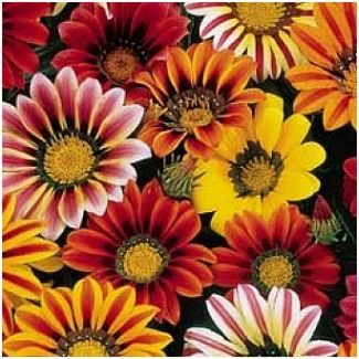 GAZANIA Sunshine Hybrids Mixed - ANNUAL Seeds