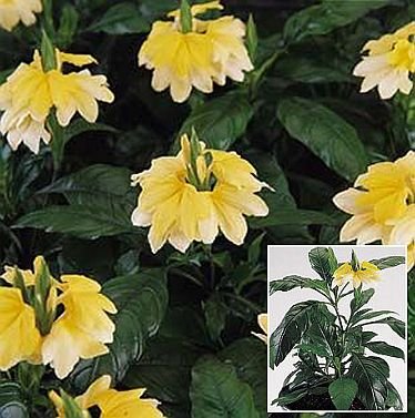 Crossandra 'Tropic Yellow Splash' ANNUAL Seeds