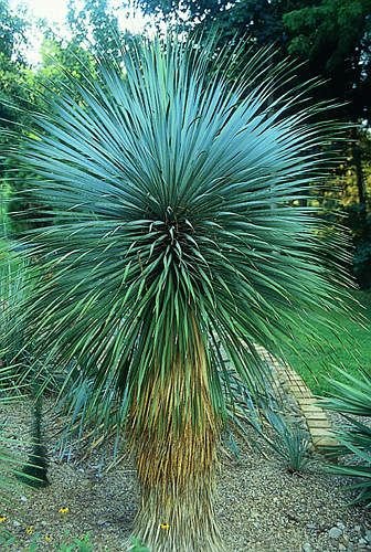 Old Man Yucca - YUCCA ROSTRATA Seeds UNUSUAL Tree