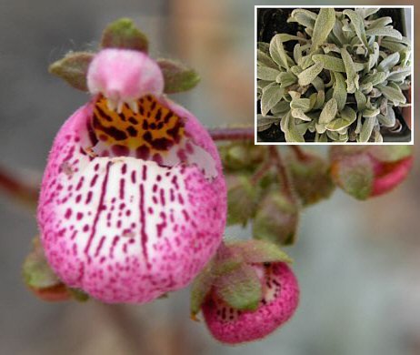 Capachito Flower (Calceolaria Canna) Seed