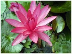 Cape Water Lily 'Pink' ( Nymphaea capesnsi) Seeds
