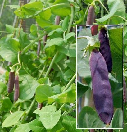 Snow Peas 'Desiree' (Pisum sativum) Seeds