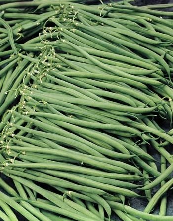 Bush Beans 'Oceanis' (Phaseolus vulgaris) Seeds