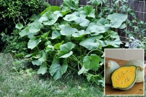 Winter Squash 'Baby Blue Hubbard' ( Seeds