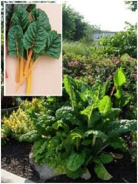 Swish Chard 'Eldorado' (Beta vulgaris L.) Seeds
