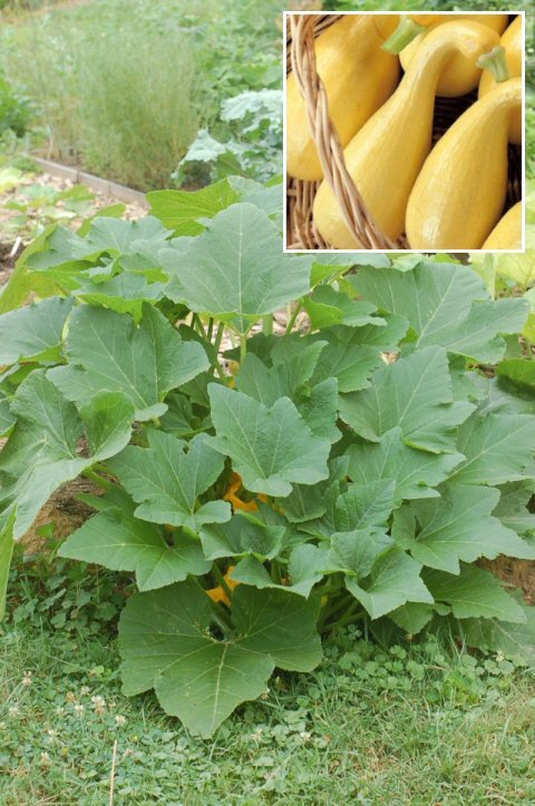 Summer Squash 'Early Golden Crookneck' SEEDS
