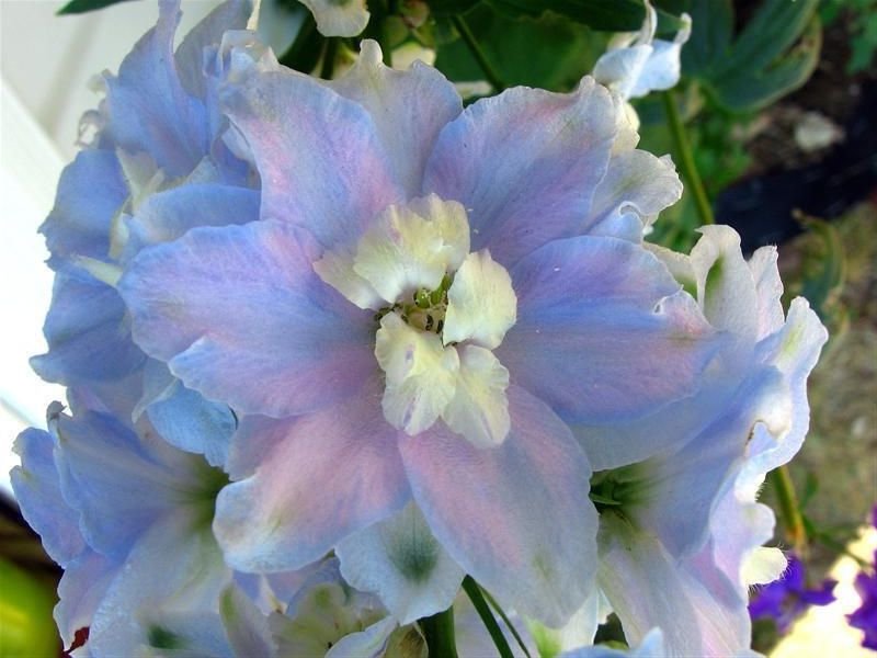 Delphinium 'Magic Fountain' Sky Blue SEEDS