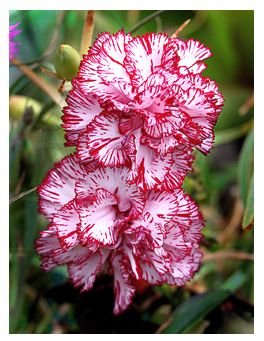 Carnation 'Picotee Fantasy' (Dianthus Caryophyllus)SEED