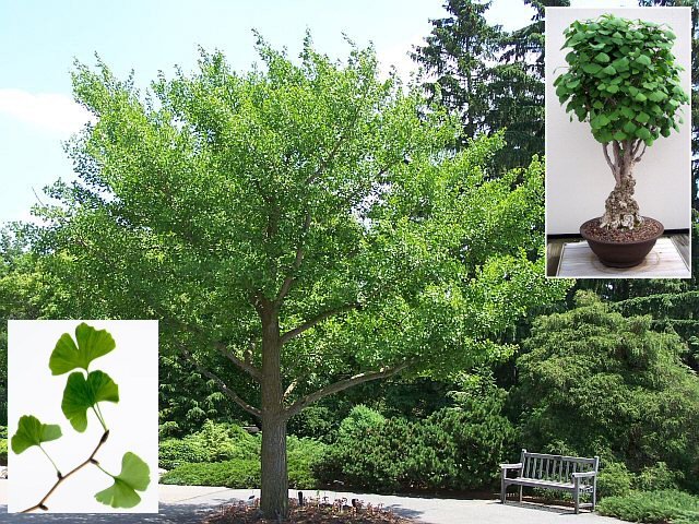 Maidenhair (Ginkgo Biloba) Seeds