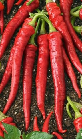 Hot Thai Peppers 'Flame Hybrid' (Capsicum annum) Seeds