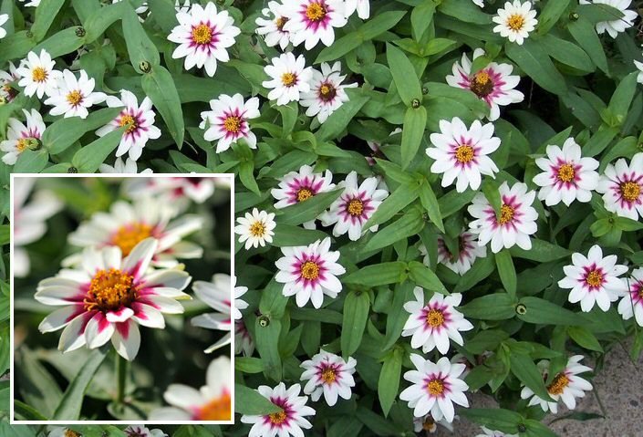 Zinnia 'Zahara Starlight Rose' (Z. Marylandica) Seeds