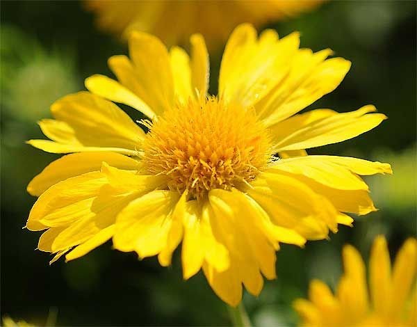 Gaillardia 'Mesa Yellow' (Gaillardia x grandiflora)Seed