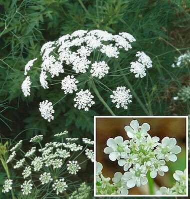 Lace Flower 'Queen of Africa' (Ammi majus) Seeds