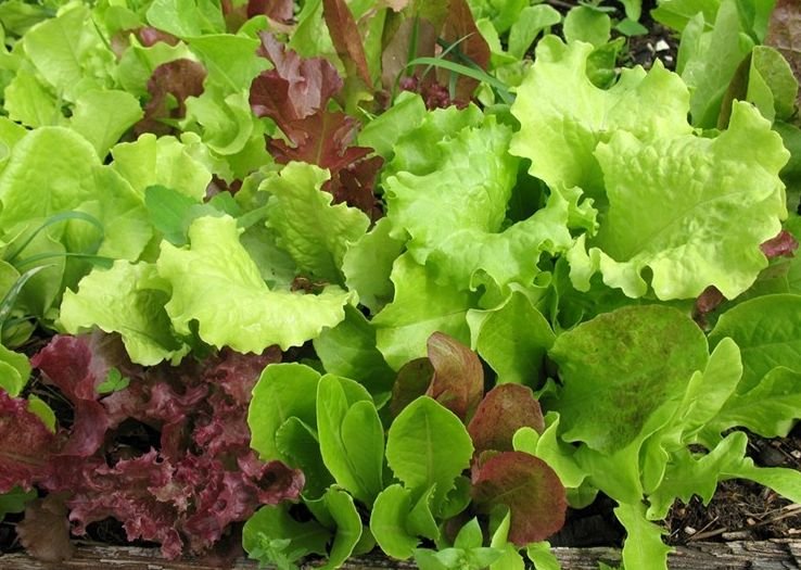 Salad Blend High In Phtyonutrients SEEDS