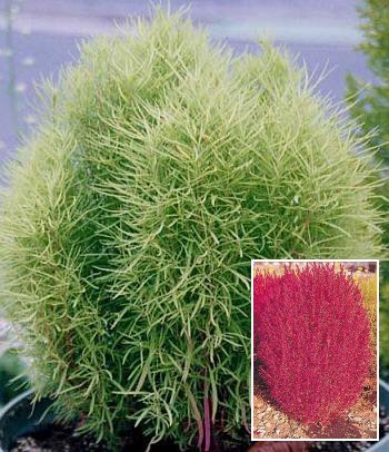 MEXICAN FIREBUSH (Kochia scopania ANNUAL Seeds