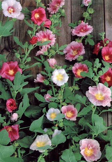 Hollyhock Alcea rosea - HISTORIC Single Mixed SEEDS