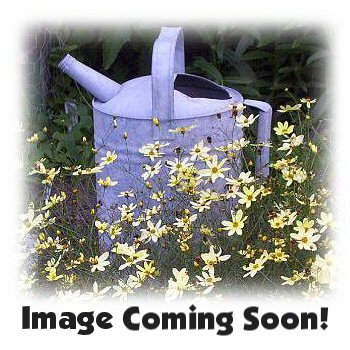 WEDDING CANDLES Verascum MULLEIN Perennial SEEDS