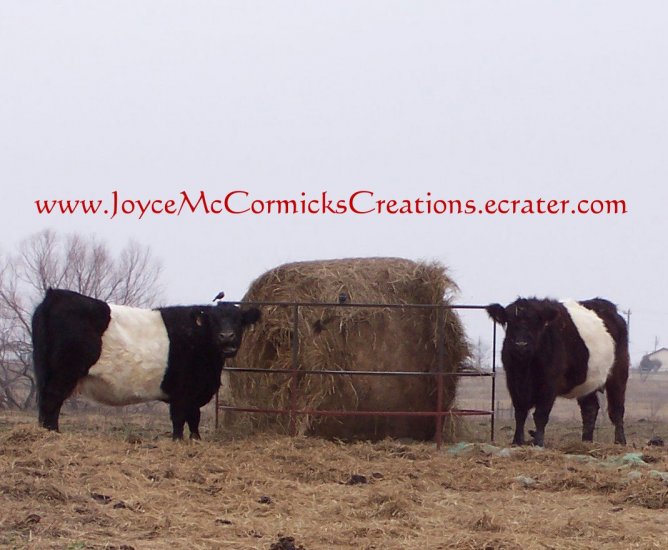 White Belly Cows