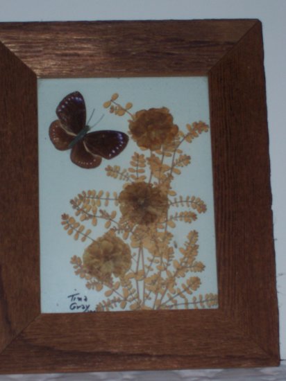 Butterfly and dried flowers between glass