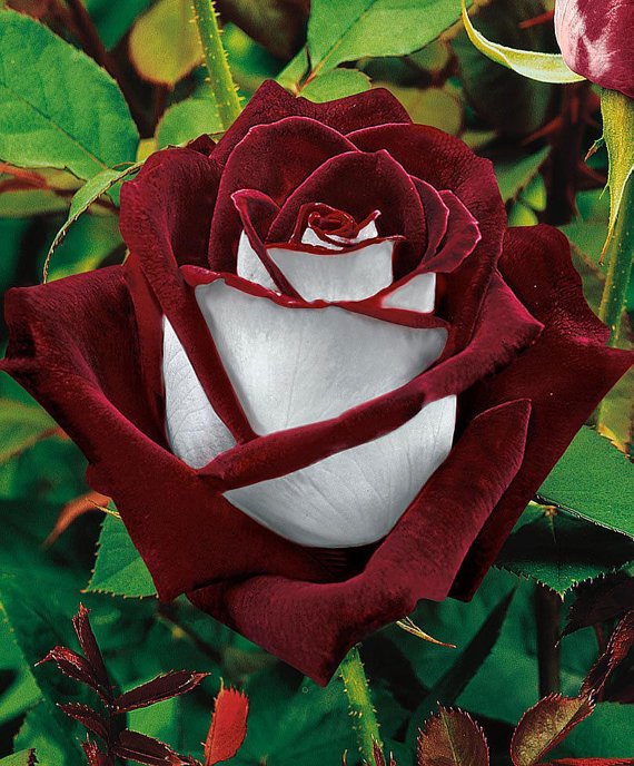 50 Lover Osiria Abracadabra Rose Seed Rare Color Exotic Flower Beauty Home Garden Plants Design