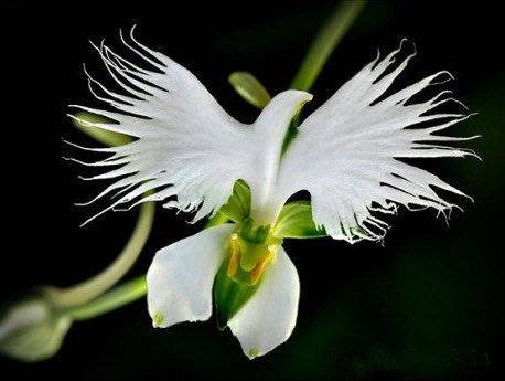 Japanese Radiata Flower Seeds White Egret World's Rare Orchid Orchidee Garden Plant - 200 Seeds