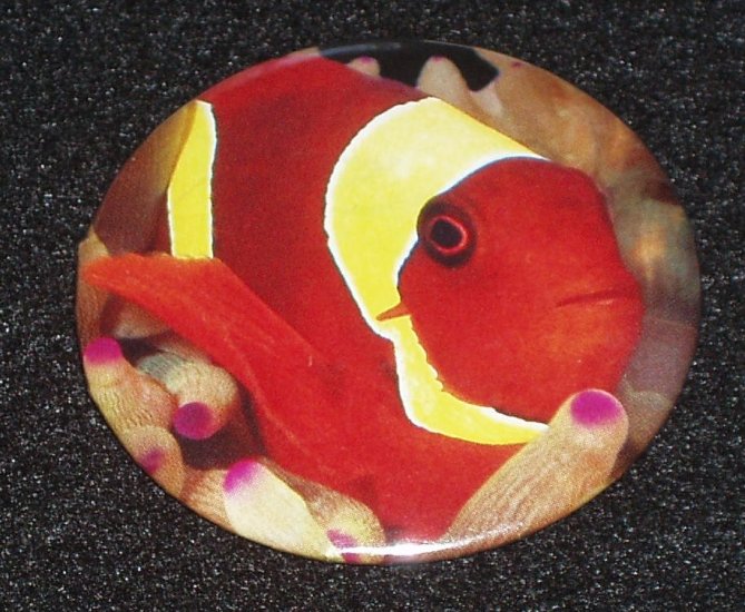 Clown fish on photo badge, pin - F 0001