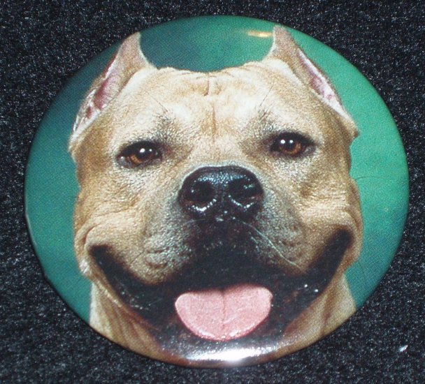 Pit bull on photo badge, pin D 0007