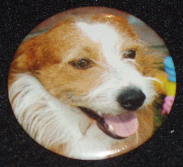 Jack Russell Terrier dog photo on a badge, pin D 0005