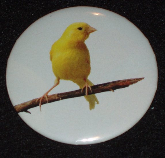 Yellow Canary bird on a badge pin B 0001