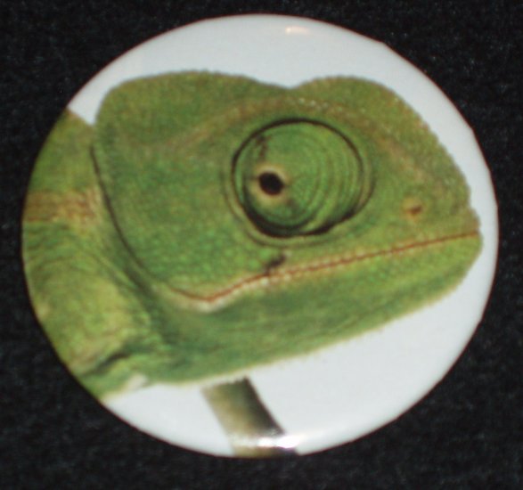 Chameleon photo on a badge, pin R 0001