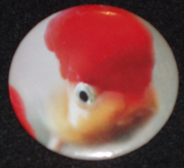 Fancy Goldfish photo on a badge, pin F 0002