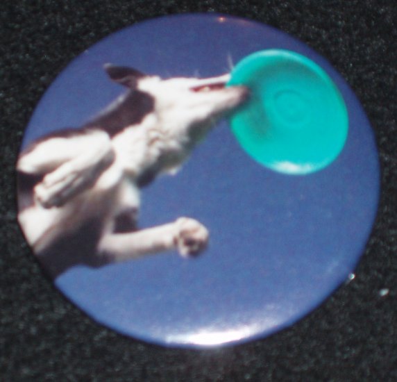 Border Collie dog catching a frisbee, badge, pin D 0010