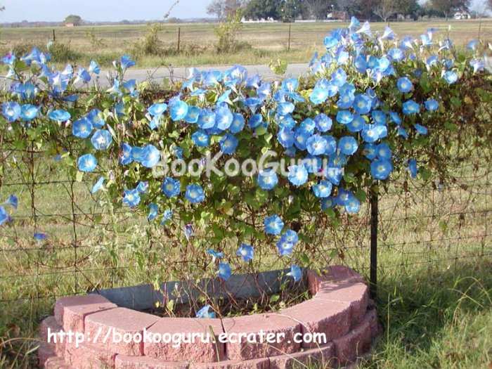 Morning Glory Seeds, Flower Seeds, Morning Glory Flower Seed, Plant Seed, BooKooGuru