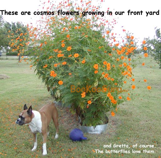 Cosmos Flower Seeds, Cosmos Seeds, Plant Flowers, Cosmos Flowers Plant, BooKooGuru