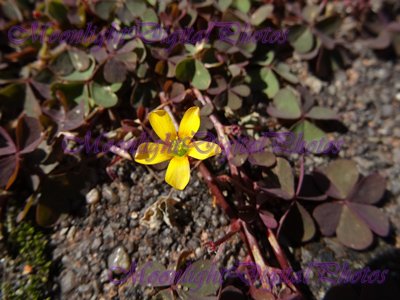 Flower #3