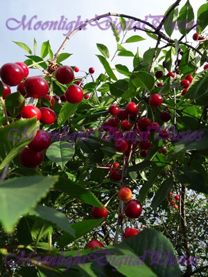 Cherries #1