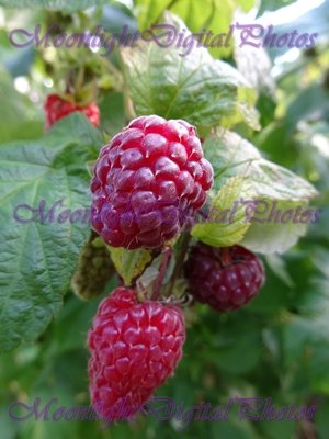 Raspberries #1