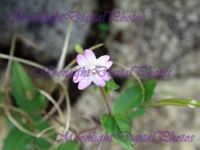 Flower #6