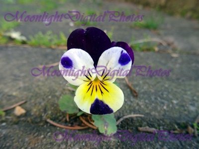 Pansy #2
