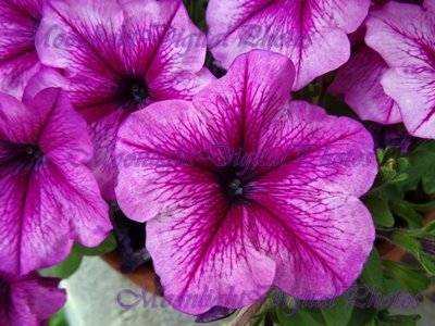 Flower #8