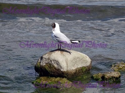 Seagull #2