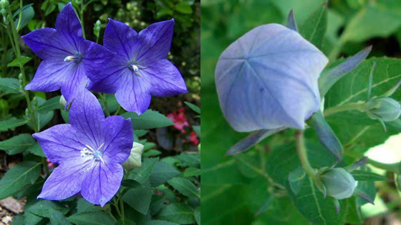 HEIRLOOM NON GMO Blue Balloon Flower 25 seeds