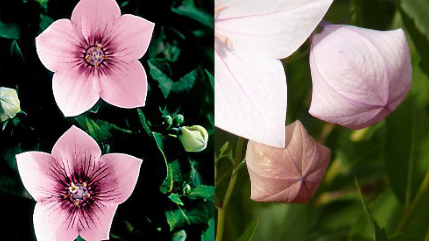 HEIRLOOM NON GMO Pink Balloon Flower 25 seeds