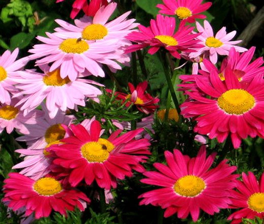 HEIRLOOM NON GMO Red & Pink Chrysanthemum Mix 25 seeds
