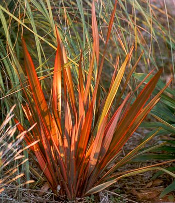 Apricot Queen New Zealand Flax (f1 Hybrid)