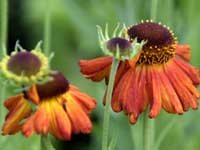 Helenium Abbeydore Bronze 10 seeds
